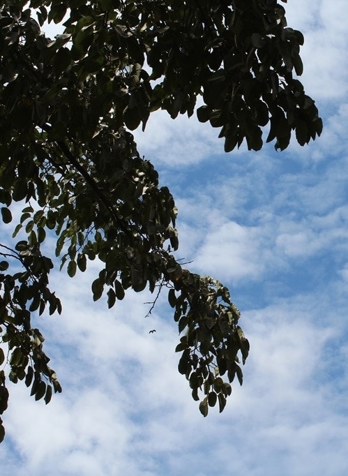 arboles y cielo uganda